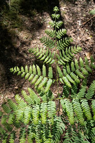 Green fern in the middle of the forest