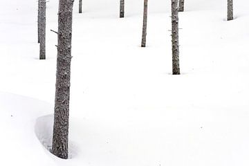 Forêt d'hiver I