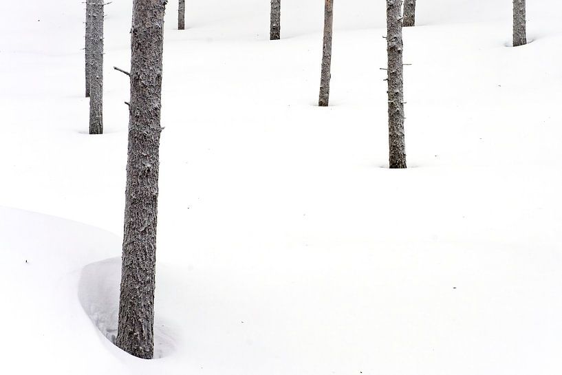 Forêt d'hiver I par Sam Mannaerts