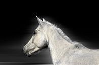 Weißes Pferd von RuxiQue Miniaturansicht