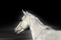 White Horse