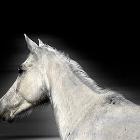 White Horse by RuxiQue