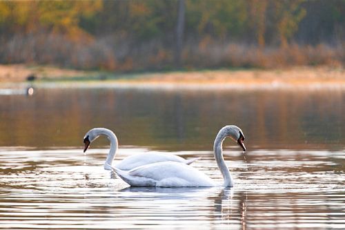 Twee zwanen