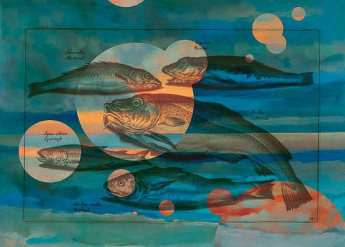 Vissen in blauw en oranje