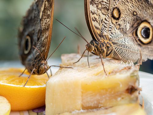 Vlinders snoepend van verse stukken fruit.