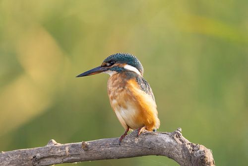 IJsvogel, Alcedo atthis