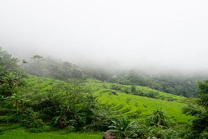Reisfelder im Nebel in Pu Luong, Vietnam