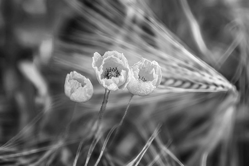 Coquelicots dans un champ de blé en noir et blanc par Manfred Voss, Photographie Noir et Blanc