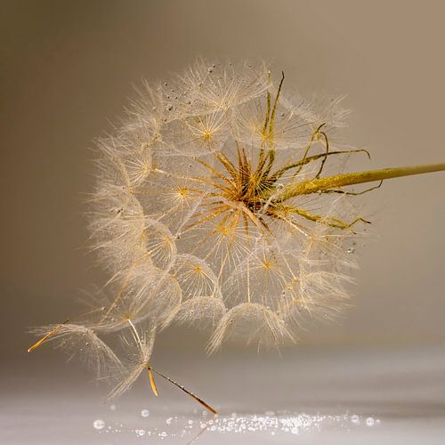 Pluis in een warme rustige omgeving. Goud.