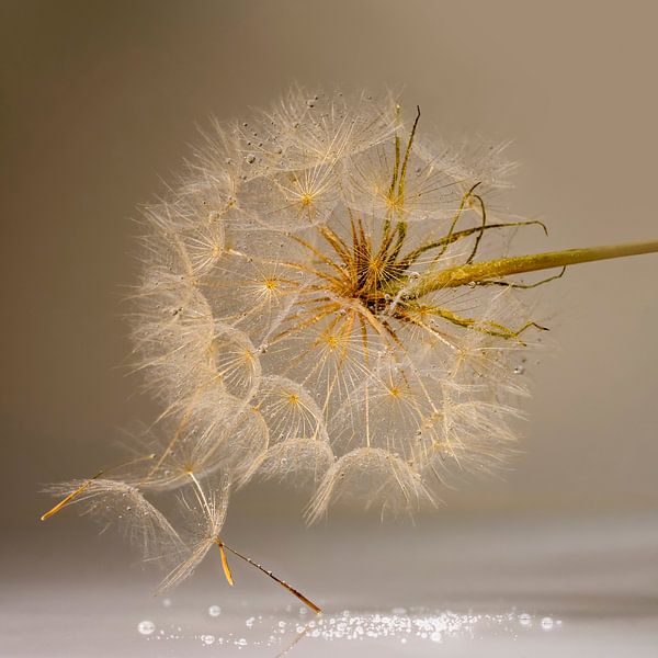 Fluff in a warm quiet environment. by Alie Ekkelenkamp