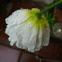 water druppels