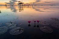 Lotus bloemen in meer in Phattalung van Johan Zwarthoed thumbnail