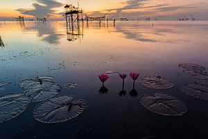 Lotusblumen in Phattalung