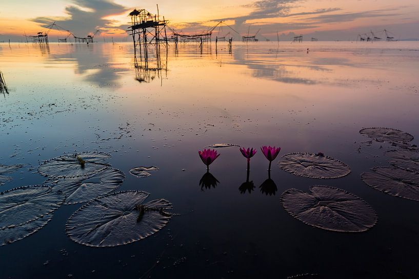 Lotus bloemen in meer in Phattalung van Johan Zwarthoed