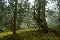 Mystical misty atmosphere in the mountain spruce forest 5