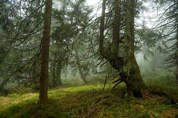 Mystieke nevelsfeer in het bergsparrenbos 5 van Holger Spieker