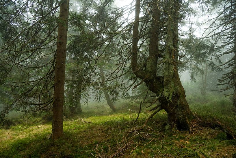 Mystieke nevelsfeer in het bergsparrenbos 5 van Holger W. Spieker