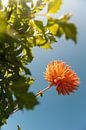 Oranje in de lucht van Yanuschka Fotografie | Noordwijk thumbnail