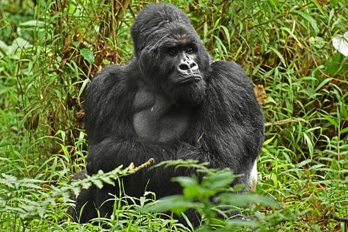 Mountain gorilla (silverback)