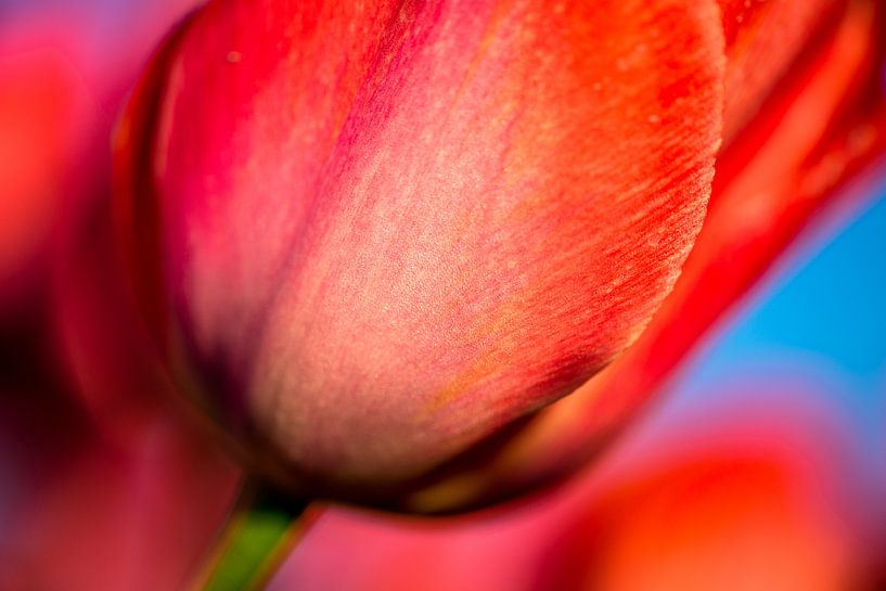 Holländische rote Tulpe von Sebastiaan van Stam Fotografie