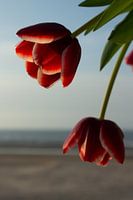 Hanging tulips.
