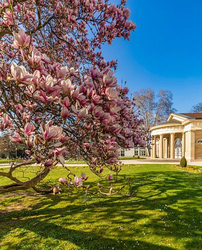 Magnolia in het kuurpark van Bad Cannstatt