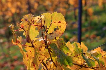 Herfst wingerdblad van Thomas Jäger