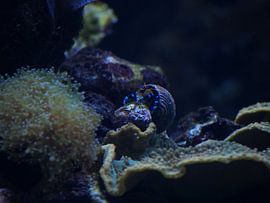 Blue hermit crab by Kim Trouwborst