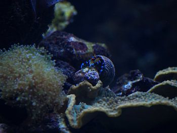 Blaues Einsiedlerkrebs