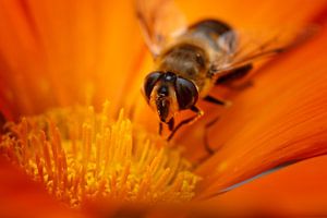 Schwebfliege in einer Blume