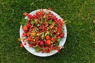 Lokaal, gezond en duurzaam fruit uit de tuin van Hilda Weges thumbnail