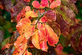 Kleurrijke herfstbladeren in rood en oranje aan tak in close-up van whmpictures .com