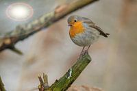 Robins