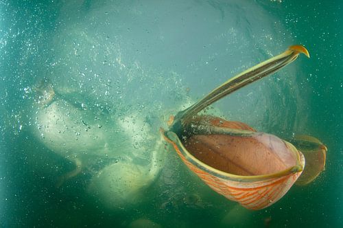 Dalmatian Pelican feeding under water