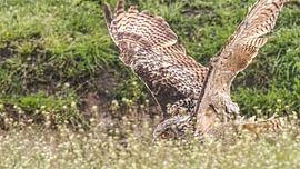 European eagle owl by Loek Lobel