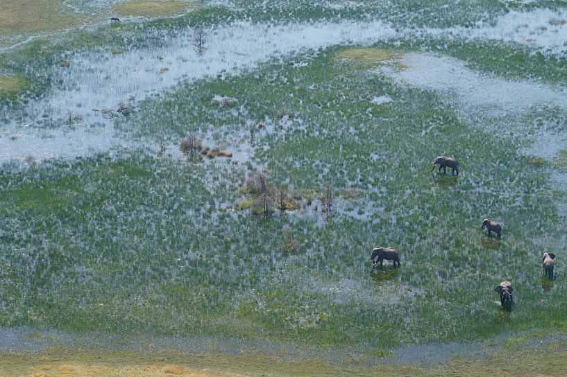 Olifanten in de delta par Erna Haarsma-Hoogterp