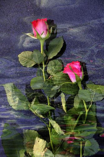 Rode rozen in het water