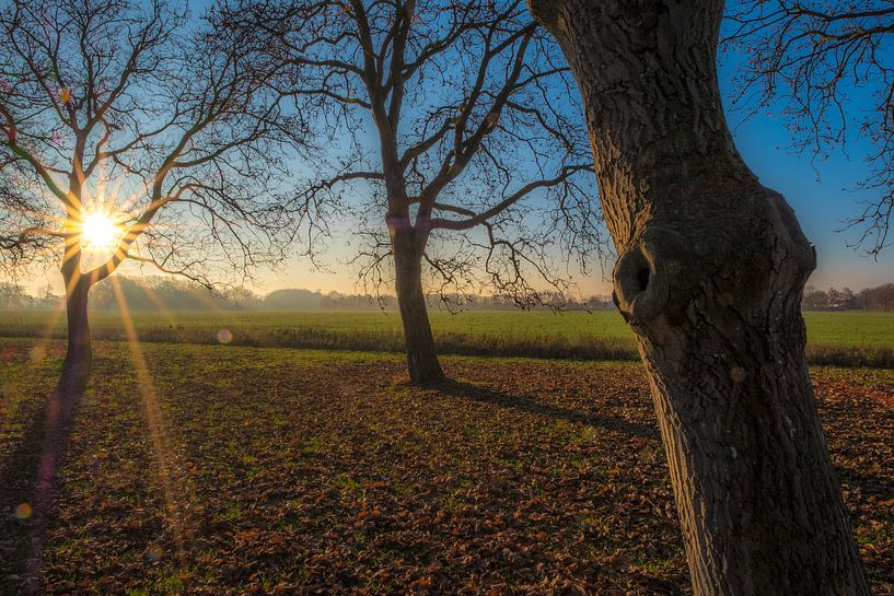 Notenlaan Marienwaerdt by Moetwil en van Dijk - Fotografie