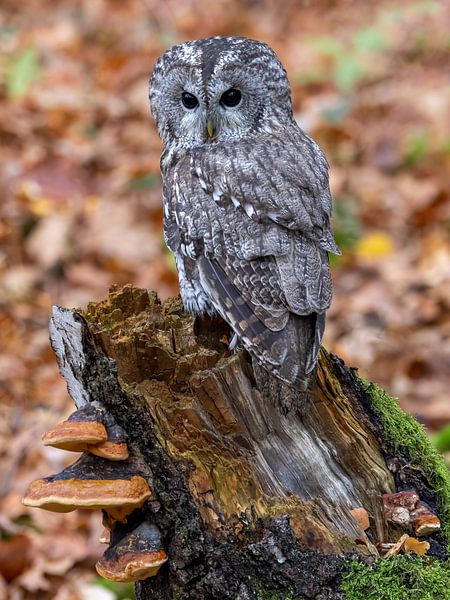Een mooie bosuil in het bos van Teresa Bauer