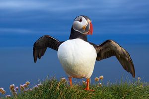 Puffin in Iceland