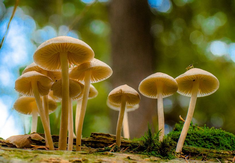 Mushrooms by Natasja Martijn
