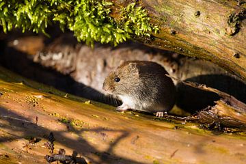 Red vole in evening sun.