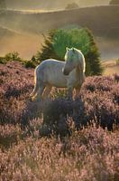 Paard in de Posbank