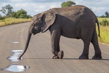 Jonge olifant drinkt van plasje water sur Marijke Arends-Meiring