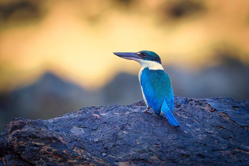White-collared kingfisher at sunrise by Laurens de Waard