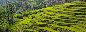 Java Rice Fields by Giovanni della Primavera