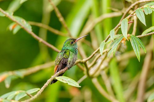 Roodstaartamazilia kolibrie