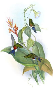 Koperachtig-belde bladerboot, John Gould van Hummingbirds