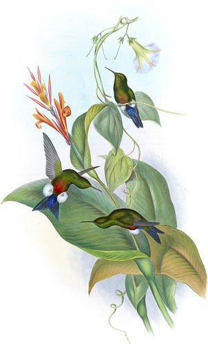 Coppery-bellied Puff-leg, John Gould