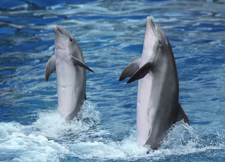 Песня танец дельфинов. Танец дельфина. Танцующий Дельфин. Дельфины танцуют. Танцы дельфинов.
